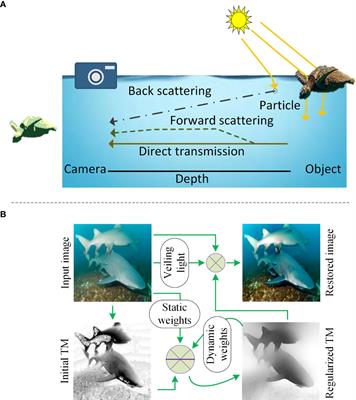 Underwater image restoration through regularization of coherent structures